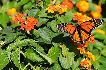 Butterfly I (Monarch...)
